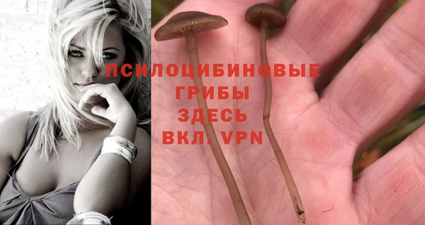 PSILOCYBIN Коряжма