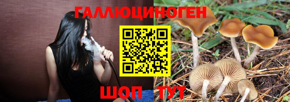 Галлюциногенные грибы Psilocybine cubensis Екатеринбург