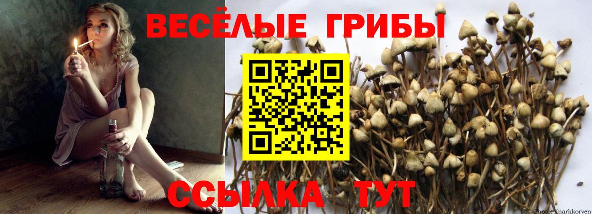 Псилоцибиновые грибы Psilocybe Екатеринбург